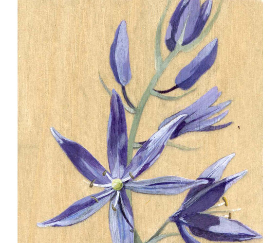 "Camas" by Kristen Etmund